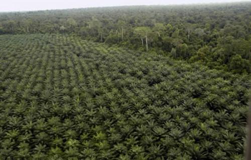 Olam palm Gabon obtient la certification RSPO pour sa plantation de palmiers à huile du lot 3 de Moutassou