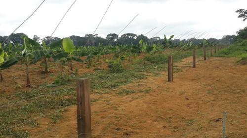 Pour protéger les cultures en zones rurales, le Gabon s’inspire de l’expérience kényane