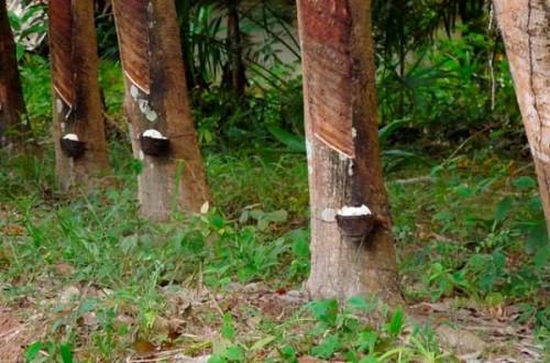 Les exportations de caoutchouc du Gabon en hausse de 37,5 % au premier trimestre 2019