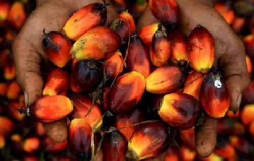 Le secteur agricole jouera un rôle clé dans la croissance du Gabon au cours des prochaines années