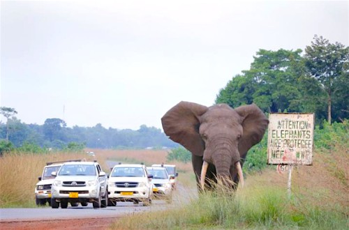 Gamba, une ville où les humains et les éléphants cohabitent