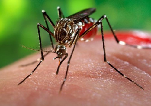 Le Gabon reste vigilant face à l’épidémie Zika