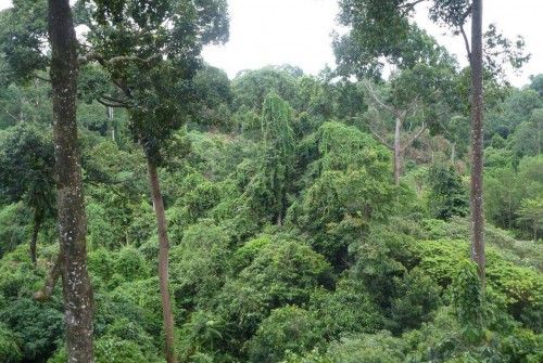 L’Atlas forestier interactif du Gabon (AFIG) bientôt disponible