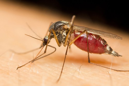 Les laboratoires Novartis et Medicines for Malaria Venture (MMV) testent un nouveau traitement antipaludéen en Afrique