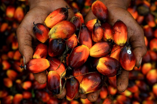 La filière huile de palme et ses dérivés a généré un chiffre d’affaires de près de 11,6 milliards FCFA, en 2017