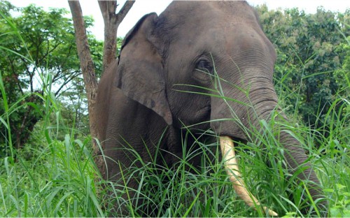 Le Gabon lance le projet GEFACHE pour sauver les éléphants en protégeant les hommes