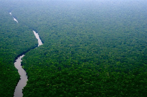 La forêt représente 88,97 % du territoire gabonais
