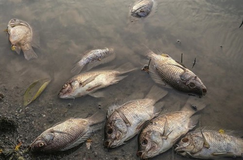 Après son enquête, le gouvernement maintient l’interdiction de la pêche à la carpe au Gabon 