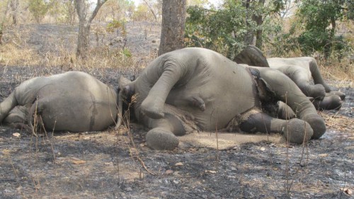 « 25 000 éléphants auraient été massacrés par les braconniers en 10 ans au Gabon », selon le Pr John Poulsen