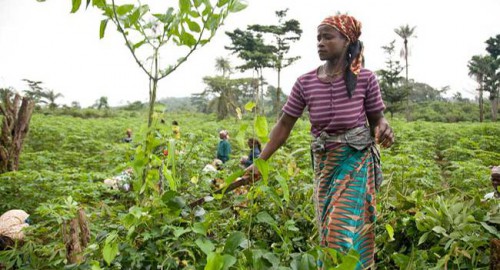 Le Gabon va mettre sa stratégie nationale sur la sécurité alimentaire et nutritionnelle à jour