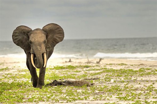 L&#039;Agence nationale des parcs du Gabon veut développer des outils génétiques pour protéger les éléphants
