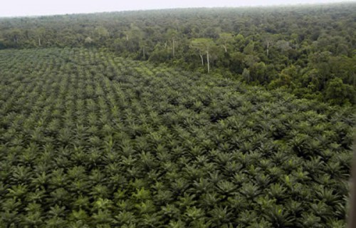 Olam palm Gabon obtient la certification RSPO pour sa plantation de palmiers à huile du lot 3 de Moutassou