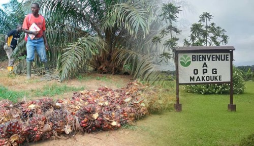 Olam veut porter la capacité de sa palmeraie de Makouke à 70 tonnes par jour