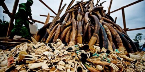 Le gouvernement et l’AFD planifient la lutte contre le trafic de l’ivoire au Gabon