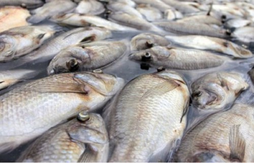 Le gouvernement suspend la pêche à Lambarene, dans le centre du Gabon 