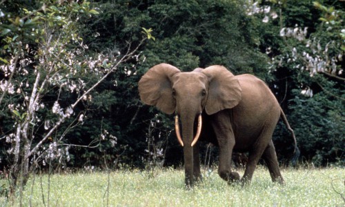La gestion des éléphants préoccupe le ministère de la Forêt