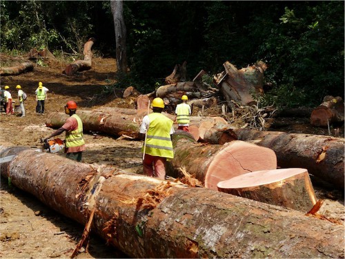 Moins d’exploitation forestière, mais plus de transformation au cours des trois premiers mois de l’année 2017