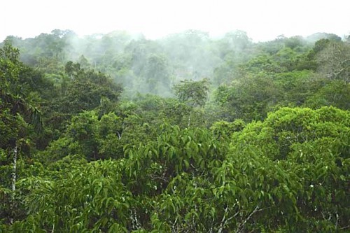 Le Gabon décroche un financement de 18 millions de dollars pour préserver sa forêt