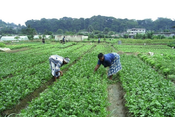 Développement agricole : 600 parcelles attribuées en deux ans dans 5 zones à forte productivité
