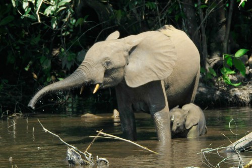 Un Comité de gestion locale pour le parc national des Monts Birougou