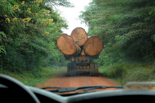 Le ministère de l’environnement suspend l’exploitation du Kevazingo au Gabon