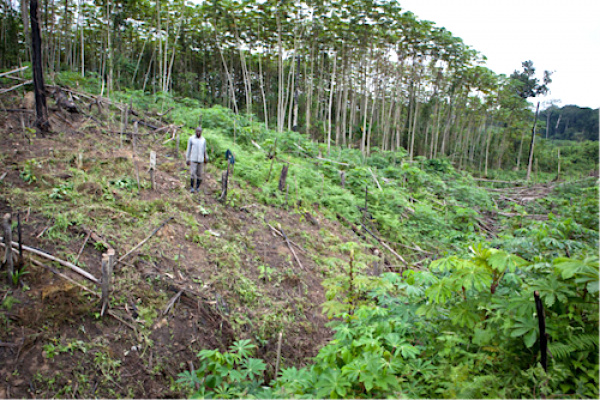 La FAO et le CAFI évaluent les facteurs de déforestation et de dégradation des forêts en Afrique centrale