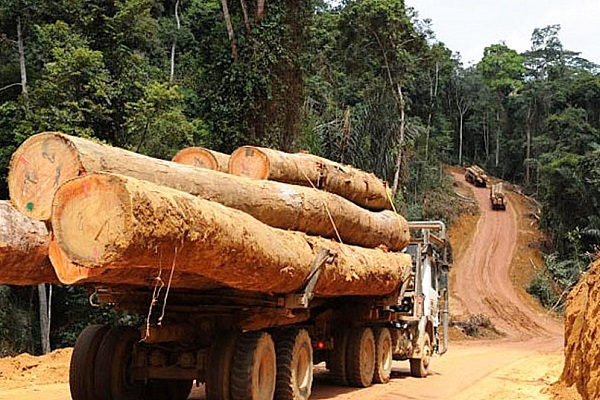 Exportations illégales du bois : le Gabon perd 185 milliards de FCFA par an