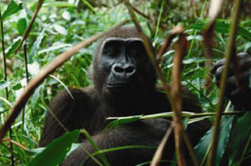 D’ici 2020, le Gabon compte sanctuariser 20 % de son territoire