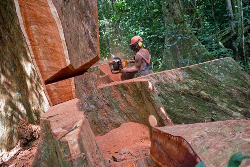 Le Gabon lève la suspension de l’exploitation du Kévazingo sous condition