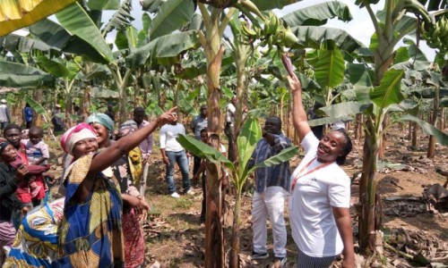 Selon la présidence de la République, Olam et Sotrader ont créé 10 813 emplois agricoles en 2018