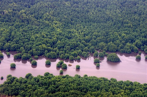 Le Gabon s’engage à préserver ses forêts 