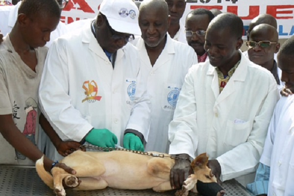 Le Gabon se dote d’un plan directeur de prévention et de contrôle de la rage canine