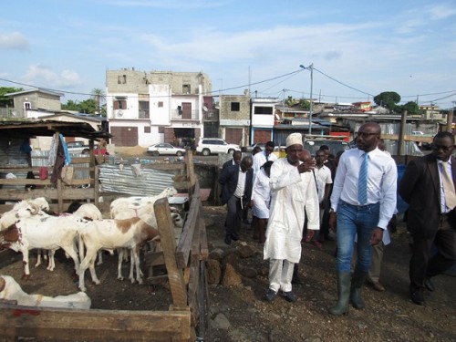 Production du bétail : de nouvelles normes en gestation au Gabon