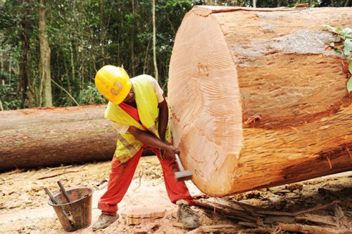 Rougier Gabon s’engage dans un processus de gestion forestière responsable