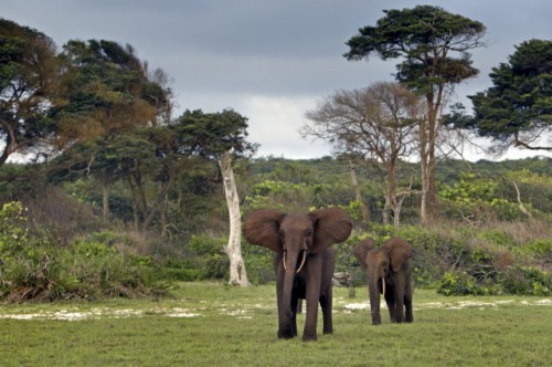 Conflits éléphants-homme : le Gabon prépare un mécanisme d’assurance pour les victimes
