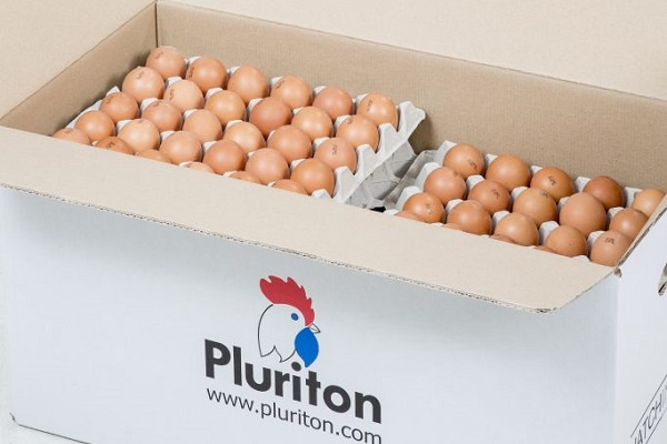 Grippe aviaire : le Gabon suspend l’importation des œufs et de la volaille vivante jusqu’à nouvel ordre