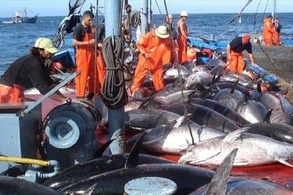 Accords de pêche : le Gabon autorise les navires européens à pêcher dans ses eaux 32 000 tonnes de poisson par an