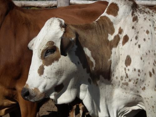 Le ranch de SIAT Nyanga a commercialisé plus de 68 000 kg de viande, en 2017