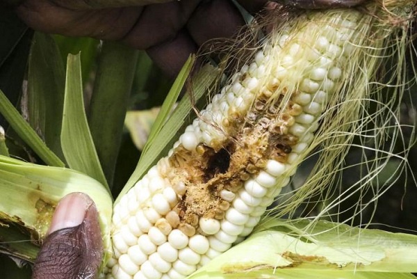 Les pays de la Cemac s’arment contre la chenille légionnaire d’automne