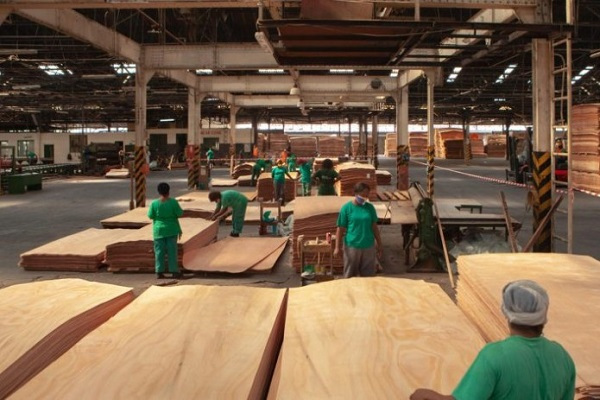 Bois : le Gabon projette une hausse de près 50 % de sa production en 2025