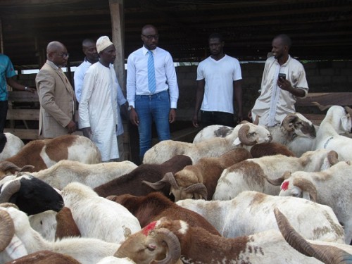 Production bovine : le Gabon va recourir à l’expertise ouest-africaine 