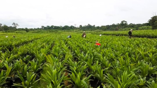 Le Gabon mise sur la diversification pour doper sa croissance hors pétrole