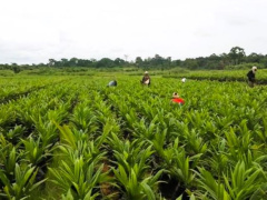 le-gabon-mise-sur-la-diversification-pour-doper-sa-croissance-hors-petrole