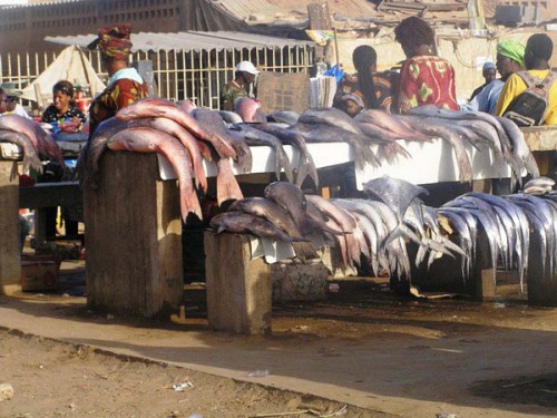 Hausse en volumes et diversités des poissons sur les marchés de Libreville