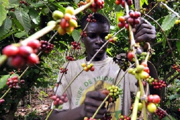 Café: les achats auprès des planteurs ont chuté de 36% à 16 tonnes en 2022 en liaison avec la baisse de la subvention