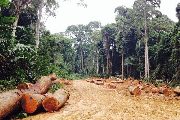 Gabon Advanced Wood obtient un certificat FSC pour la gestion de 180 000 hectares de forêts au Gabon