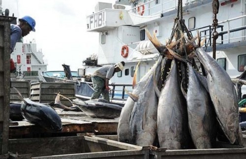 La société de pêche espagnole Calvo Pesca débarque des centaines de tonnes de thon au Gabon