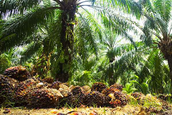 Le Gabon a produit 70 340 tonnes d’huile de palme brute en 2020, en augmentation de 27,6%