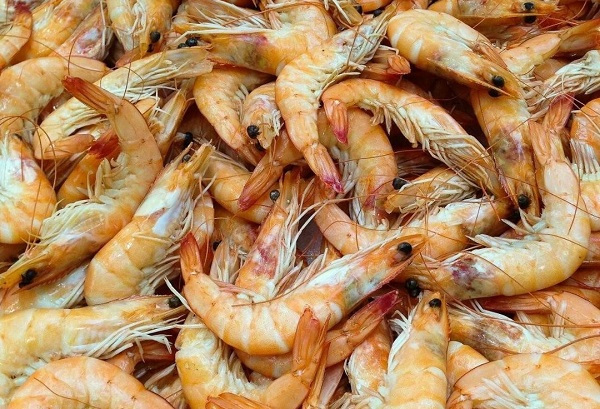 Ressources halieutiques : le Gabon veut évaluer son stock de crevettes