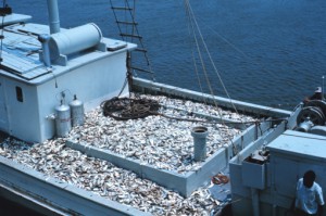 La FAO et le Gabon signent un accord pour une gestion durable de la pêche